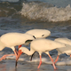 Illustration for article titled Mercury pollution is making male birds mate with each other